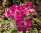 Candy Mountain ™ rose photo