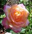 Pink Lemonade rose photo