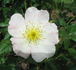 Ames Climber rose photo