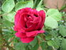 Duchess of Westminster rose photo