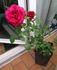 Duchess of Westminster rose photo