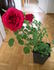 Duchess of Westminster rose photo