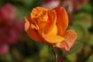 Bob Greaves rose photo
