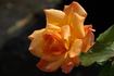 Bob Greaves rose photo