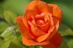 Annick rose photo