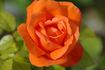 Annick rose photo