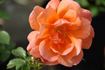 Annick rose photo