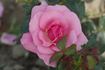 Jack Wood rose photo
