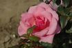 Jack Wood rose photo