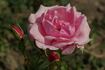 Jack Wood rose photo