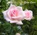 Bingo Queen ™ rose photo