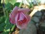 Pink Lustre rose photo
