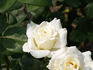 Snow White rose photo