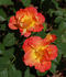 Bernadette Chirac ® rose photo
