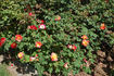 Bernadette Chirac ® rose photo