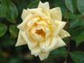 42-03-01 rose photo