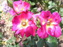 Saffo rose photo