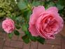 Allerhop rose photo