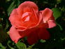 Waanrode rose photo