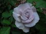 Natasha Monet rose photo