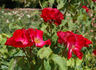 Berlin rose photo