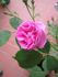 James Sprunt rose photo