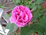 James Sprunt rose photo