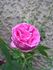 James Sprunt rose photo