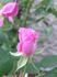 James Sprunt rose photo