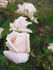 Alsace rose photo