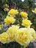 Belfast Belle rose photo