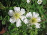 Paul Farges clematis photo