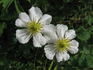 Paul Farges clematis photo