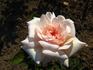 Argentine Cramon rose photo