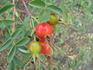 <i>Rosa mollis</i> Sm. rose photo