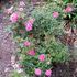 Adam's Smile™ rose photo