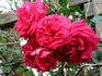 Alessa rose photo