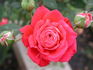 Nurse Donna rose photo