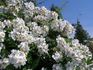 Baletka rose photo
