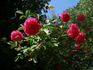 Rubin rose photo