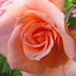Rita Levi Montalcini rose photo
