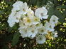 Amaglia rose photo