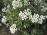 Amaglia rose photo