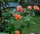 Acapulco Sunset rose photo