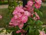 Belle de Rémalard ® rose photo