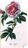 Justine rose photo