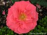 Comtesse Anne de Bruce rose photo