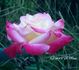 Double Perfection ™ rose photo