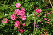 Deutsches Rosarium Dortmund rose photo