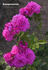 Rosenprinzessin rose photo